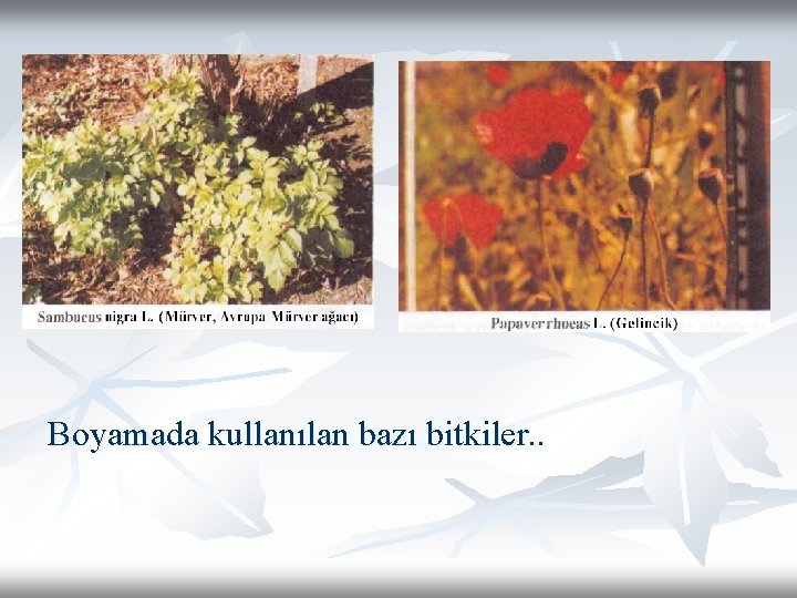 Boyamada kullanılan bazı bitkiler. . Boyamada kullanılan bazı bitkiler. .