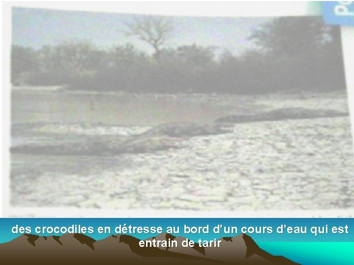 des crocodiles en détresse au bord d’un cours d’eau qui est entrain de tarir