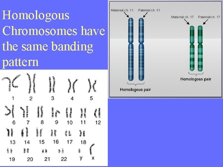 Homologous Chromosomes have the same banding pattern 