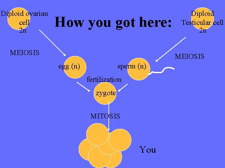 Diploid ovarian cell 2 n How you got here: MEIOSIS Diploid Testicular cell 2