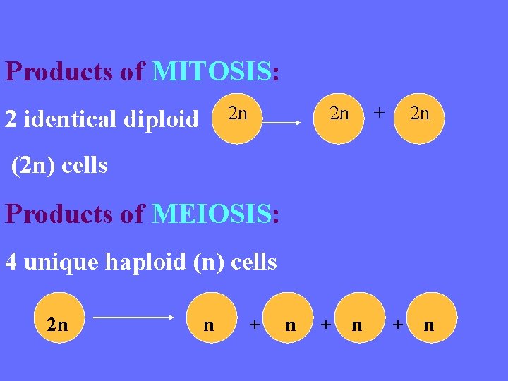 Products of MITOSIS: 2 identical diploid 2 n 2 n + 2 n (2