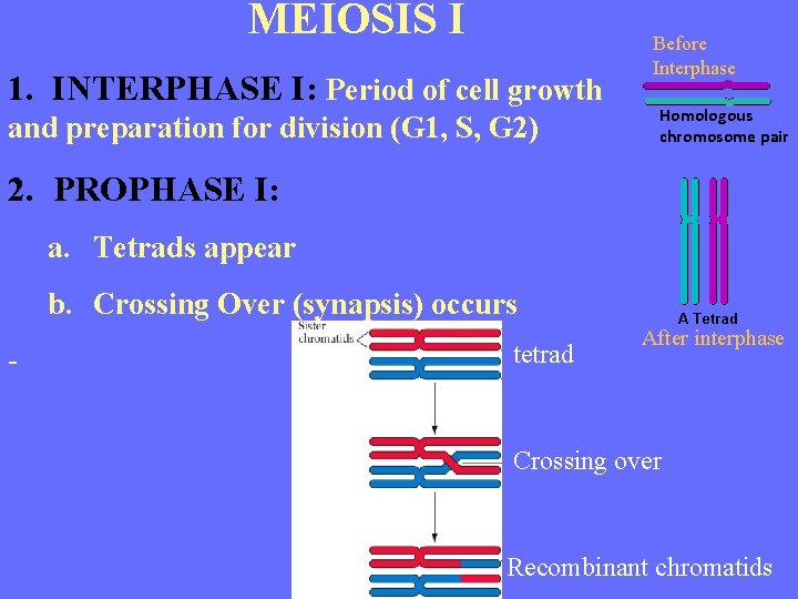 MEIOSIS I Before Interphase 1. INTERPHASE I: Period of cell growth and preparation for