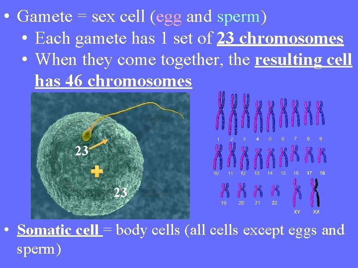  • Gamete = sex cell (egg and sperm) • Each gamete has 1