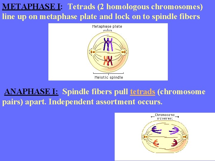 METAPHASE I: Tetrads (2 homologous chromosomes) line up on metaphase plate and lock on