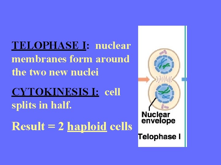 TELOPHASE I: nuclear membranes form around the two new nuclei CYTOKINESIS I: cell splits