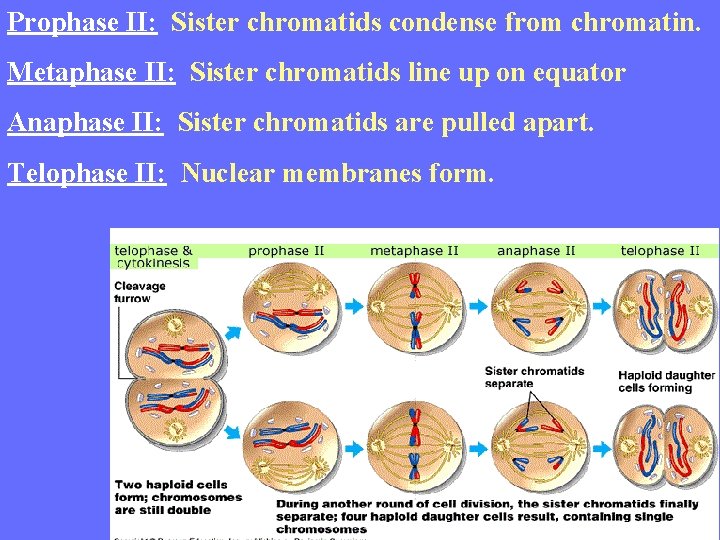 Prophase II: Sister chromatids condense from chromatin. Metaphase II: Sister chromatids line up on