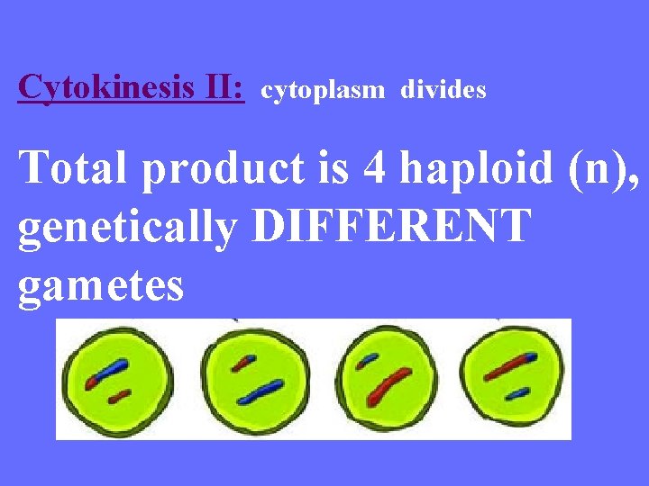 Cytokinesis II: cytoplasm divides Total product is 4 haploid (n), genetically DIFFERENT gametes 