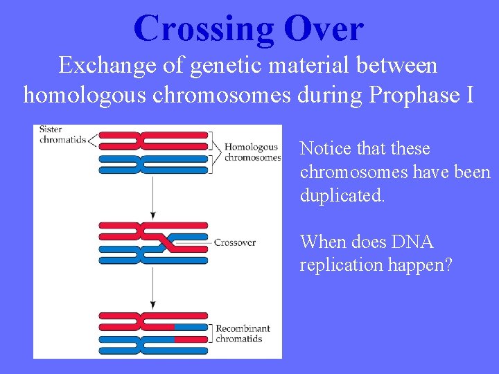Crossing Over Exchange of genetic material between homologous chromosomes during Prophase I Notice that
