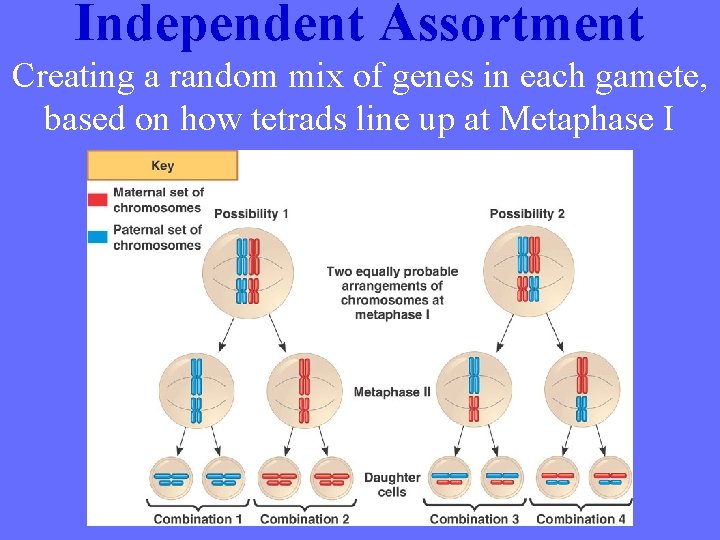 Independent Assortment Creating a random mix of genes in each gamete, based on how