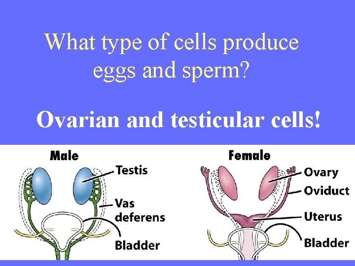 What type of cells produce eggs and sperm? Ovarian and testicular cells! 