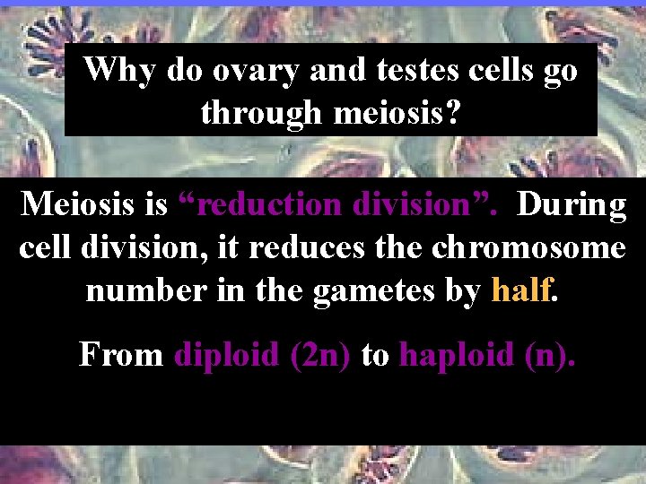 Why do ovary and testes cells go through meiosis? Meiosis is “reduction division”. During