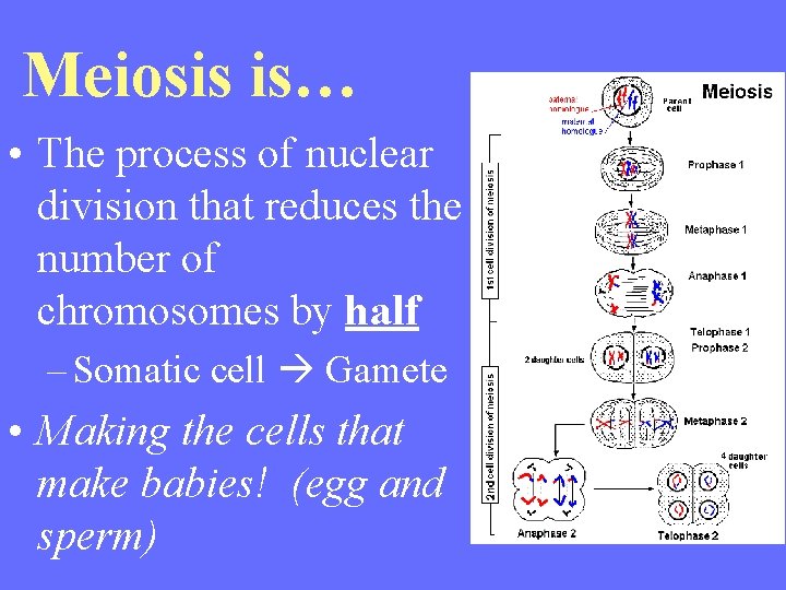 Meiosis is… • The process of nuclear division that reduces the number of chromosomes