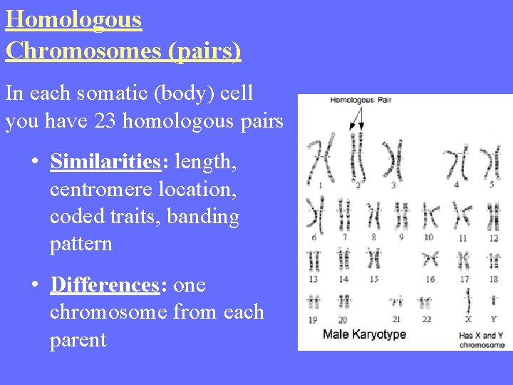 Homologous Chromosomes (pairs) In each somatic (body) cell you have 23 homologous pairs •
