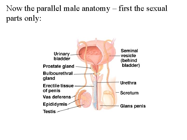 Now the parallel male anatomy – first the sexual parts only: 