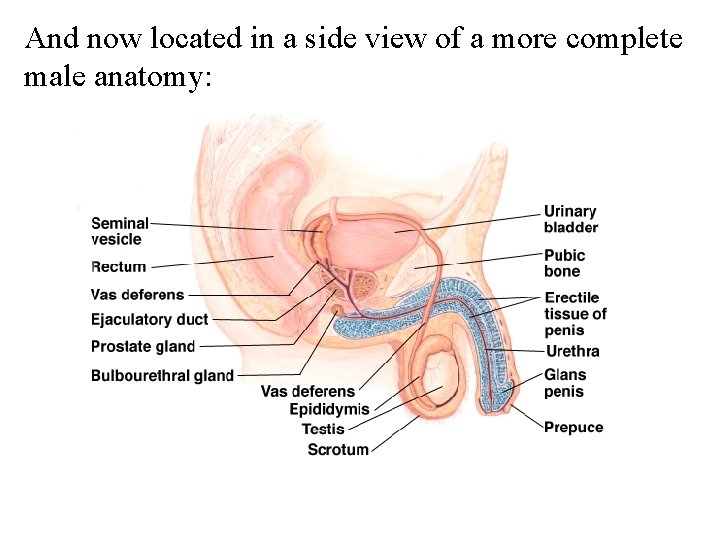 And now located in a side view of a more complete male anatomy: 
