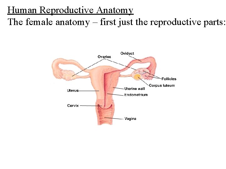 Human Reproductive Anatomy The female anatomy – first just the reproductive parts: 