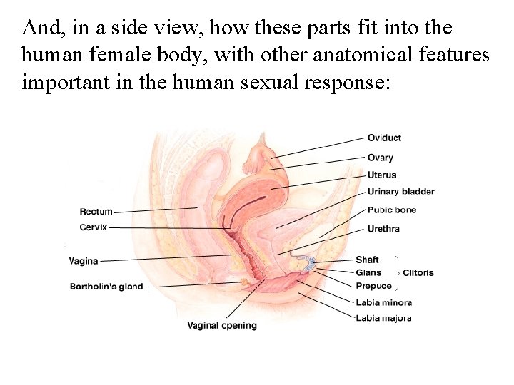 And, in a side view, how these parts fit into the human female body,