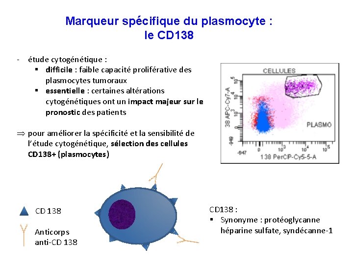 Marqueur spécifique du plasmocyte : le CD 138 - étude cytogénétique : § difficile