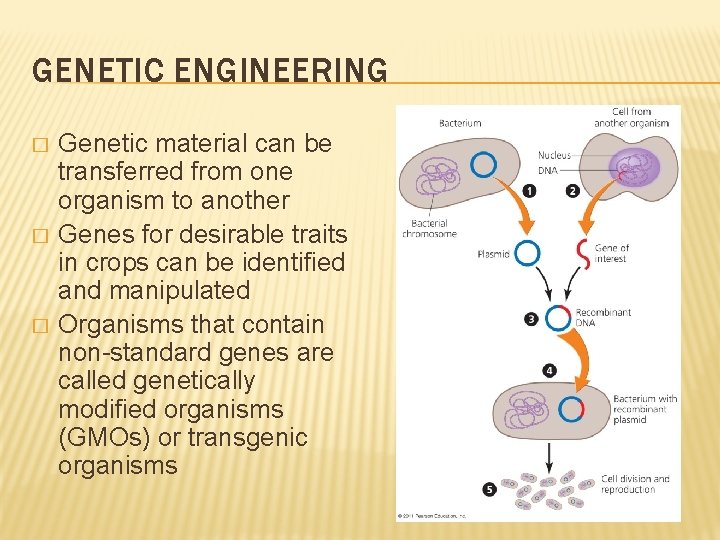 GENETIC ENGINEERING � � � Genetic material can be transferred from one organism to
