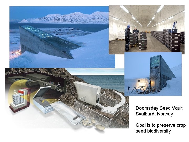 Doomsday Seed Vault Svalbard, Norway Goal is to preserve crop seed biodiversity 