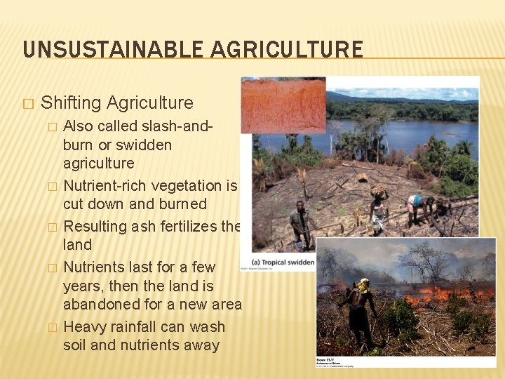 UNSUSTAINABLE AGRICULTURE � Shifting Agriculture � � � Also called slash-andburn or swidden agriculture