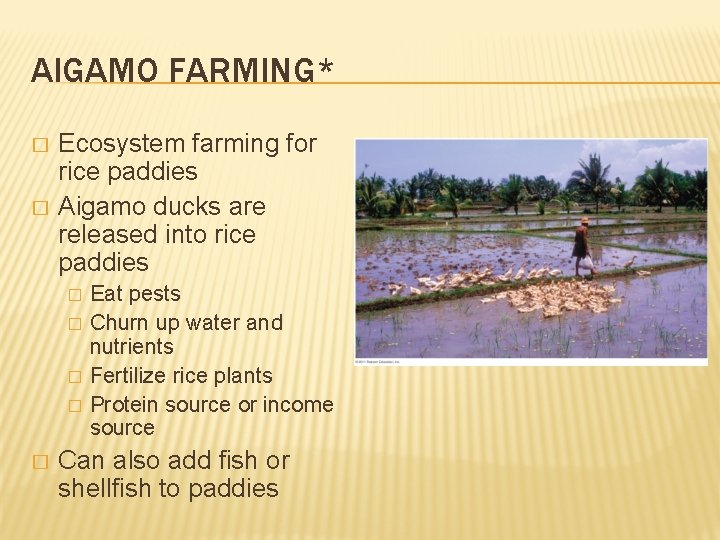 AIGAMO FARMING* � � Ecosystem farming for rice paddies Aigamo ducks are released into