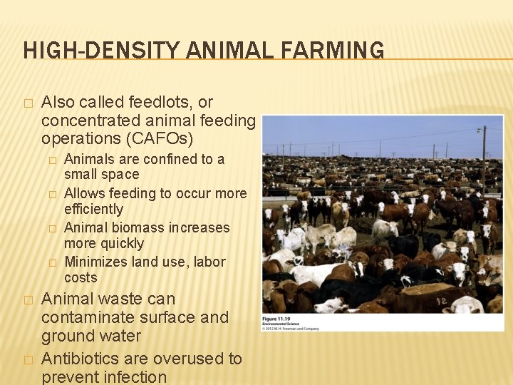 HIGH-DENSITY ANIMAL FARMING � Also called feedlots, or concentrated animal feeding operations (CAFOs) �