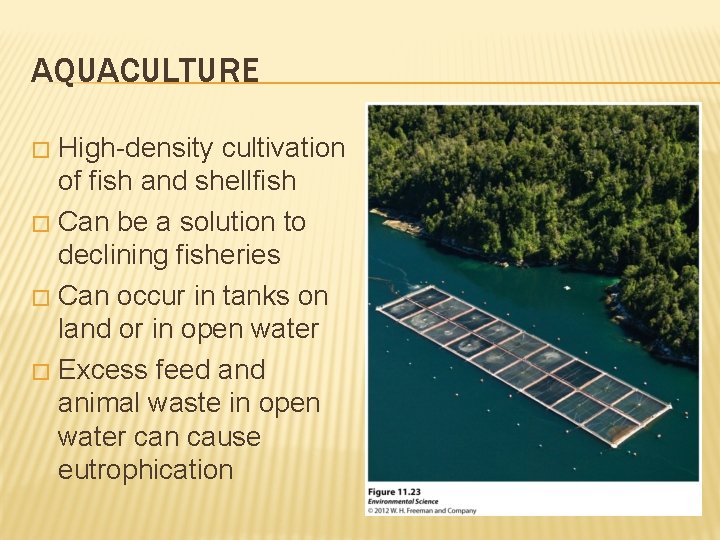 AQUACULTURE High-density cultivation of fish and shellfish � Can be a solution to declining
