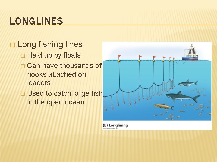 LONGLINES � Long fishing lines Held up by floats � Can have thousands of