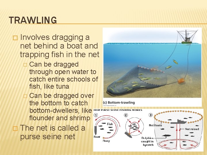 TRAWLING � Involves dragging a net behind a boat and trapping fish in the