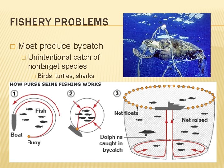 FISHERY PROBLEMS � Most produce bycatch � Unintentional catch of nontarget species � Birds,