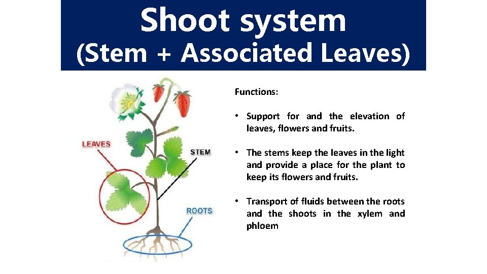 Shoot system (Stem + Associated Leaves) Functions: • Support for and the elevation of