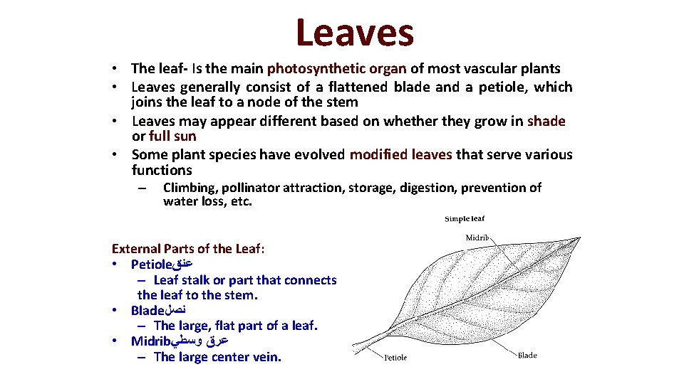 Leaves • The leaf- Is the main photosynthetic organ of most vascular plants •