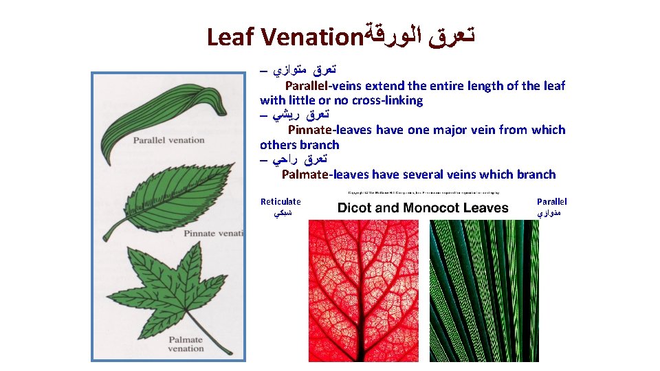 Leaf Venation ﺗﻌﺮﻕ ﺍﻟﻮﺭﻗﺔ – ﻣﺘﻮﺍﺯﻱ ﺗﻌﺮﻕ Parallel-veins extend the entire length of the