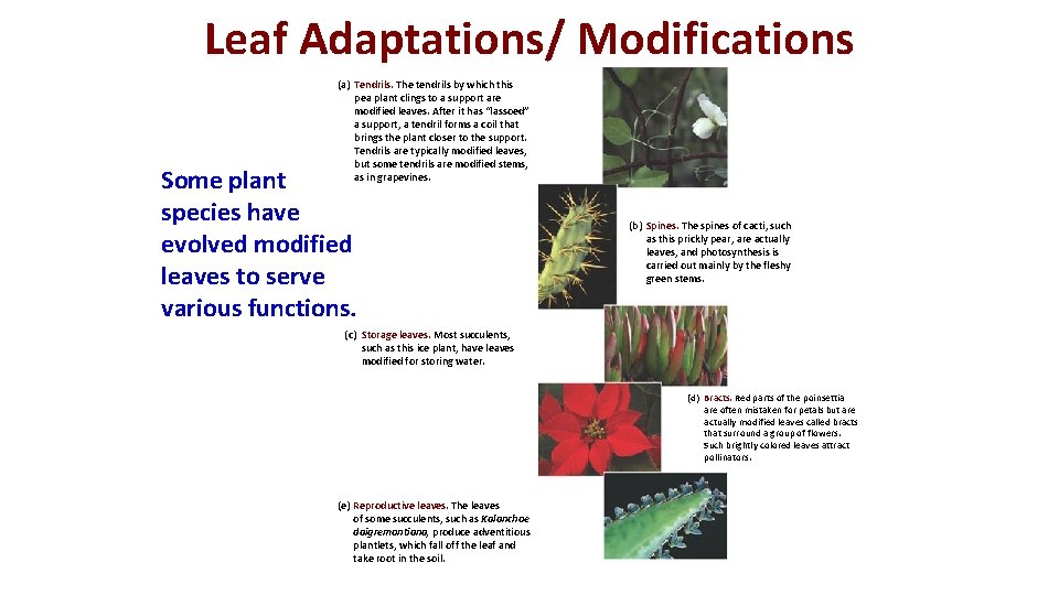 Leaf Adaptations/ Modifications (a) Tendrils. The tendrils by which this pea plant clings to