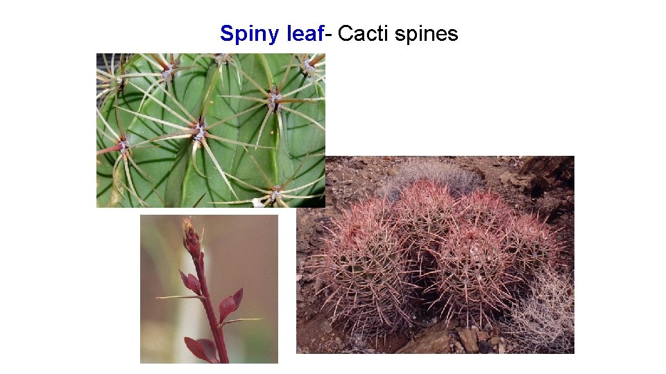 Spiny leaf- Cacti spines 