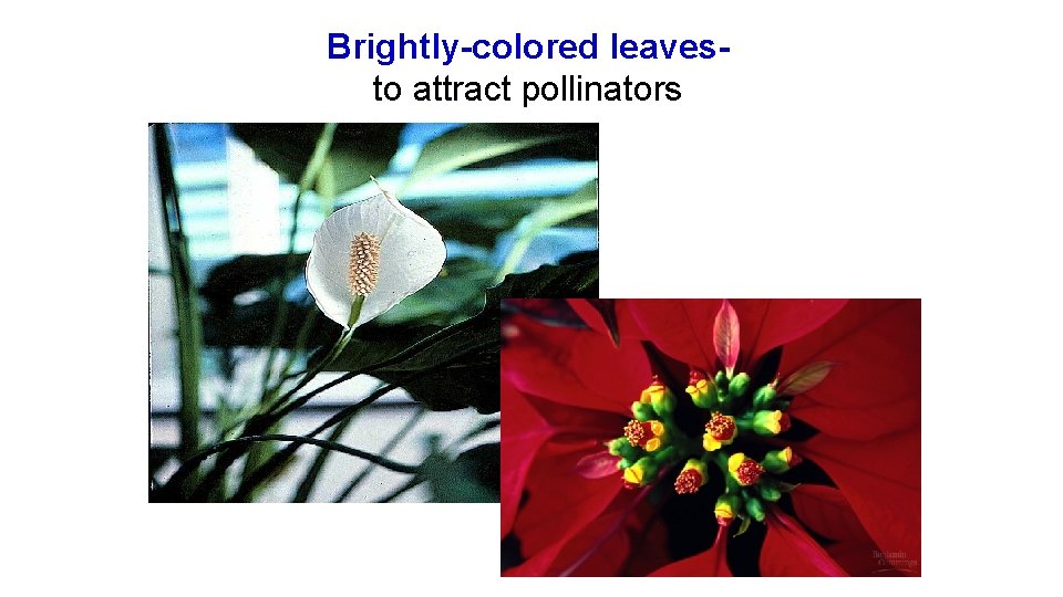Brightly-colored leavesto attract pollinators 