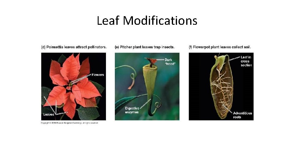 Leaf Modifications 