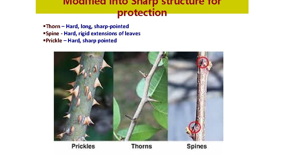 Modified into Sharp structure for protection §Thorn – Hard, long, sharp-pointed §Spine - Hard,