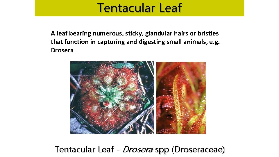 Tentacular Leaf A leaf bearing numerous, sticky, glandular hairs or bristles that function in