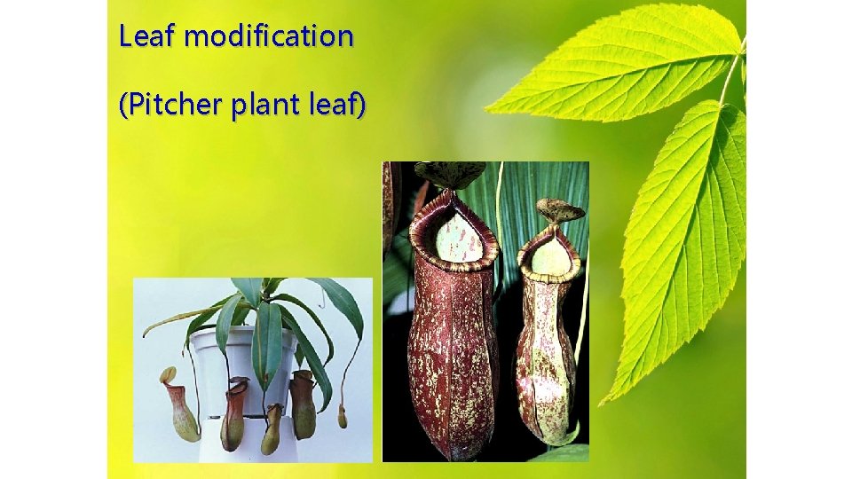 Leaf modification (Pitcher plant leaf) 