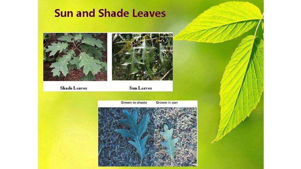 Sun and Shade Leaves 