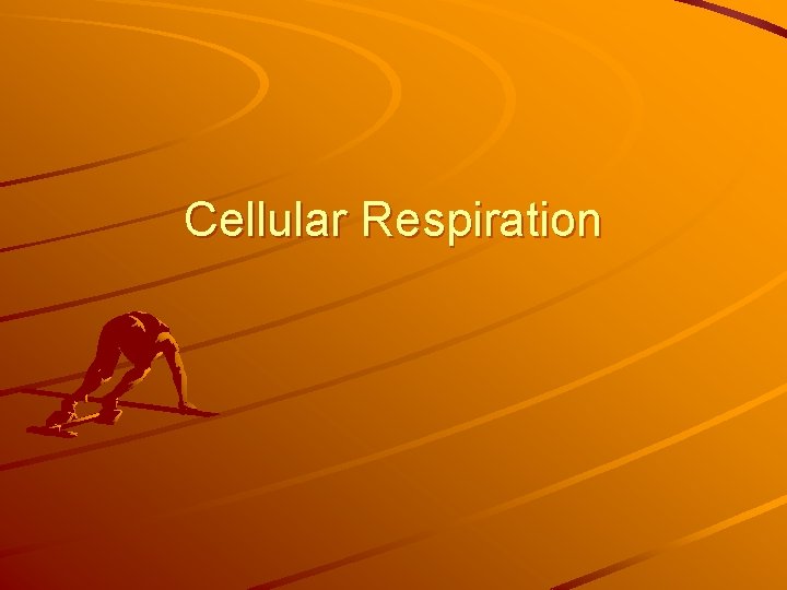 Cellular Respiration 