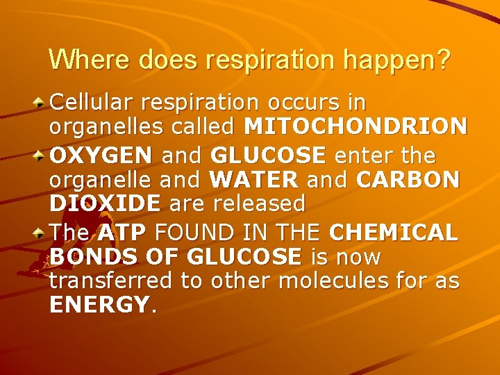 Where does respiration happen? Cellular respiration occurs in organelles called MITOCHONDRION OXYGEN and GLUCOSE