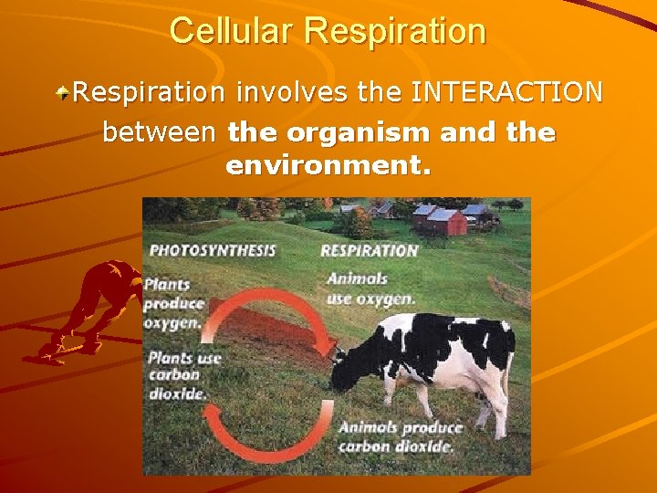 Cellular Respiration involves the INTERACTION between the organism and the environment. 