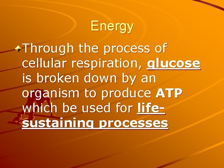 Energy Through the process of cellular respiration, glucose is broken down by an organism