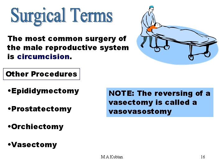 Surgical Terms The most common surgery of the male reproductive system is circumcision. Other