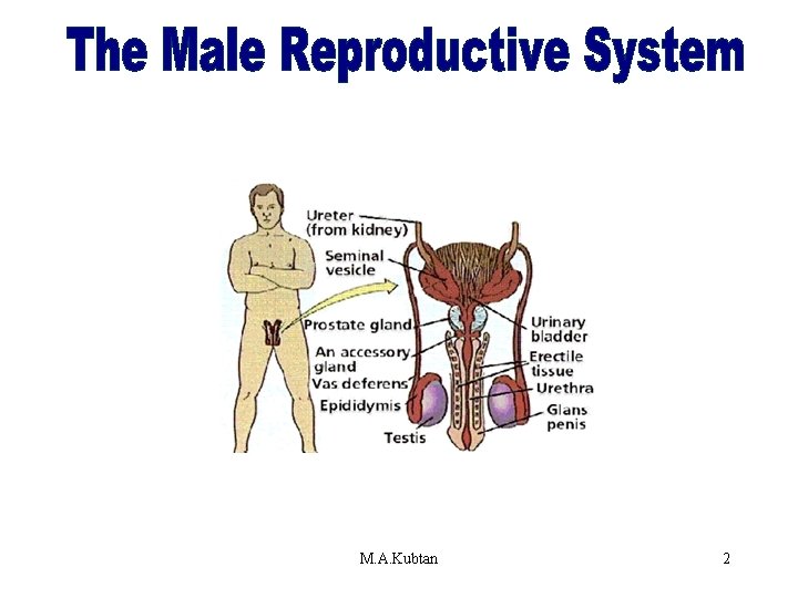 The Male Reproductive System M. A. Kubtan 2 