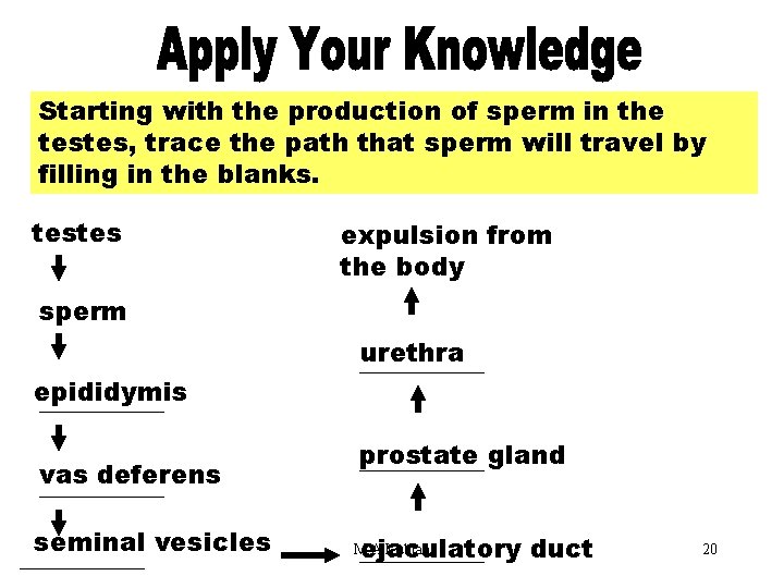 Apply Your Knowledge Part 3 Starting with the production of sperm in the testes,