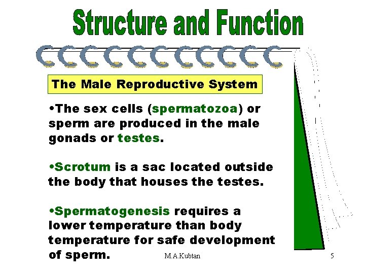 Sex Cells The Male Reproductive System • The sex cells (spermatozoa) or sperm are